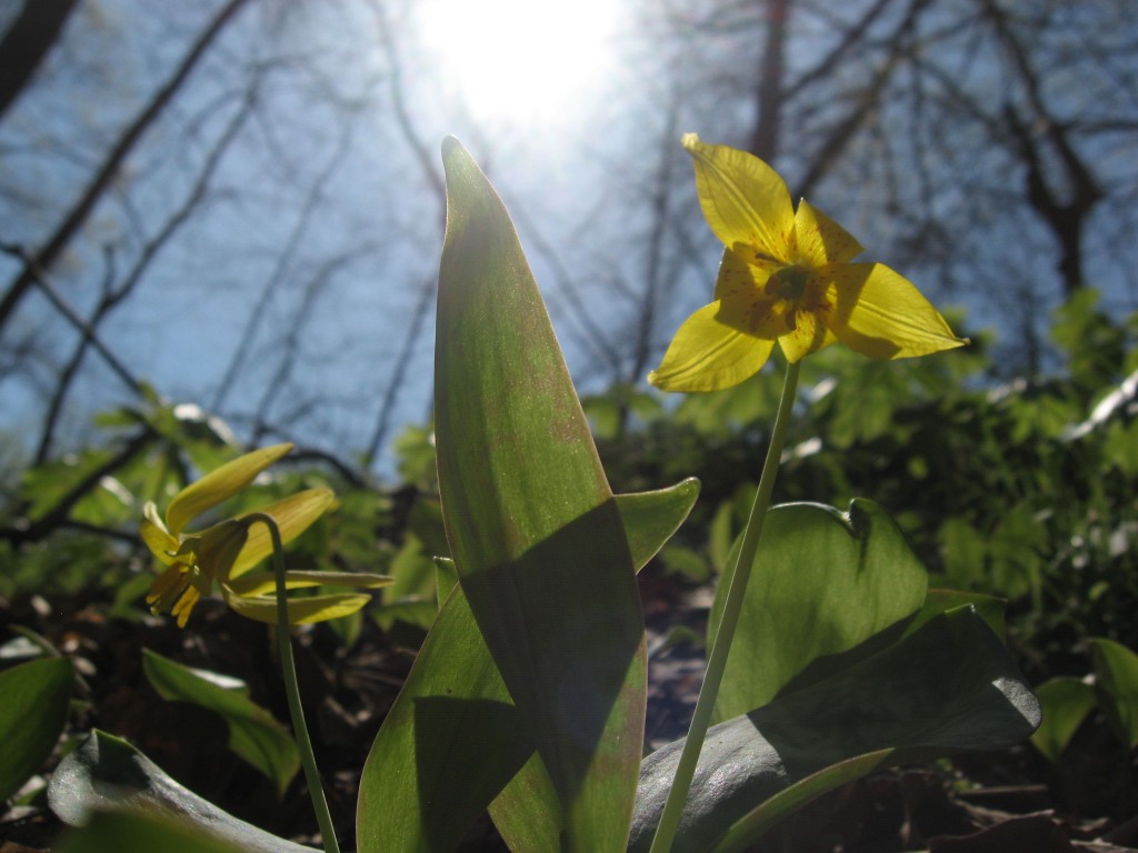 Trout Lily, Shenks Ferry wildflower preserve. Lower Susquehanna River Valley, Pennsylvania