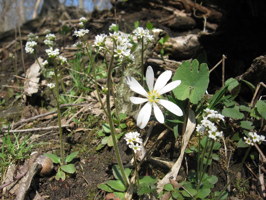 Shenks Ferry wildflower preserve. Lower Susquehanna River Valley, Pennsylvania