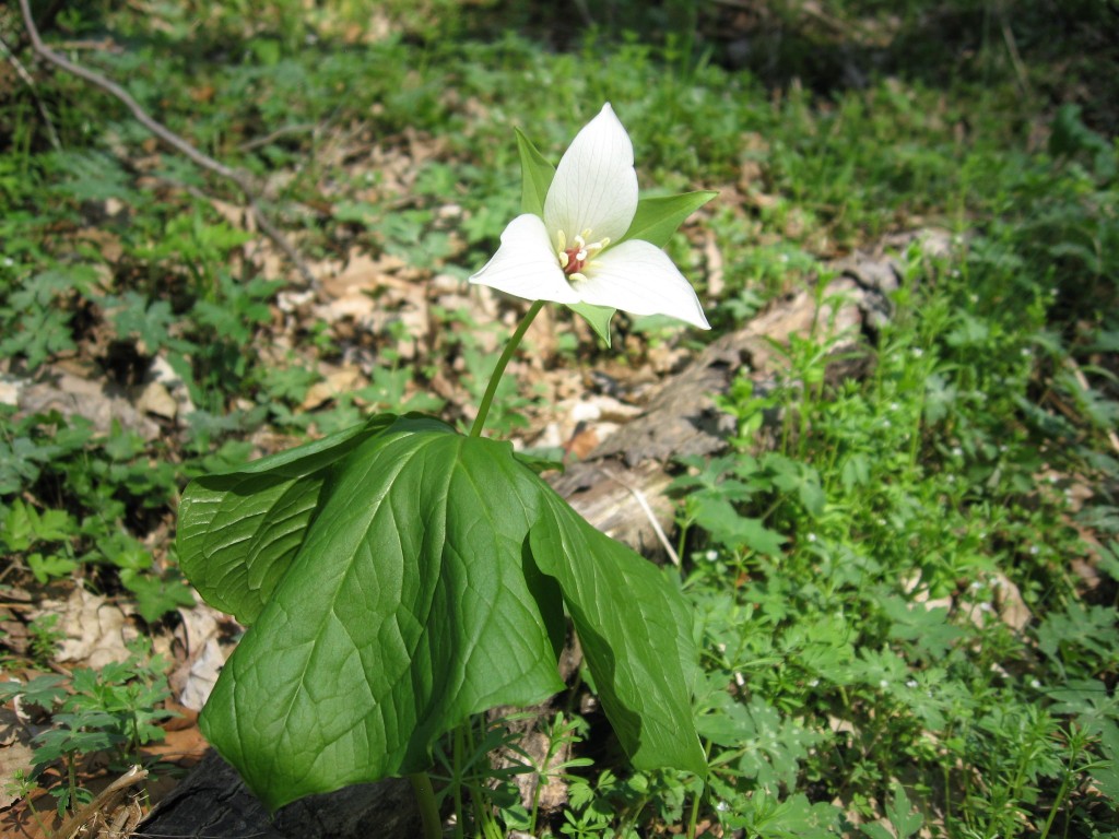 Shenks Ferry wildflower preserve. Lower Susquehanna River Valley, Pennsylvania