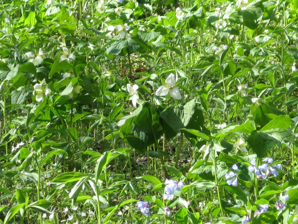 Shenks Ferry wildflower preserve. Lower Susquehanna River Valley, Pennsylvania