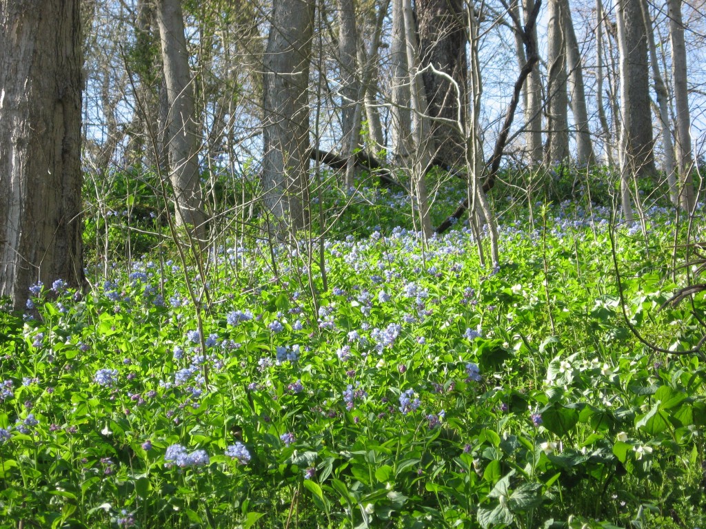 Shenks Ferry wildflower preserve. Lower Susquehanna River Valley, Pennsylvania