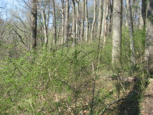 Shenks Ferry wildflower preserve. Lower Susquehanna River Valley, Pennsylvania