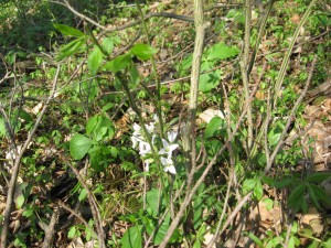 Shenks Ferry wildflower preserve. Lower Susquehanna River Valley, Pennsylvania