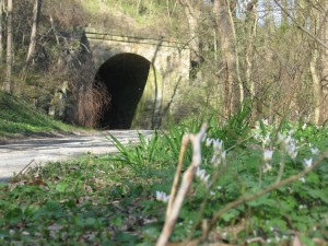 The entry tunnel, Shenks Ferry Wildflower Preserve: A rich ravine habitat on the lower Susquehanna River Valley, Pennsylvania