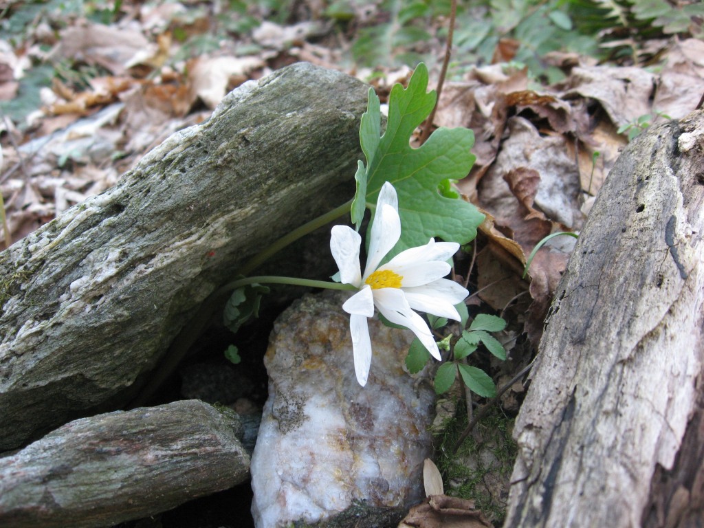 Tucquan Glen Nature Preserve, Martic Township, Pennsylvania