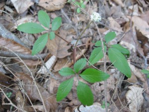 Tucquan Glen Nature Preserve, Lancaster County, Pennsylvania