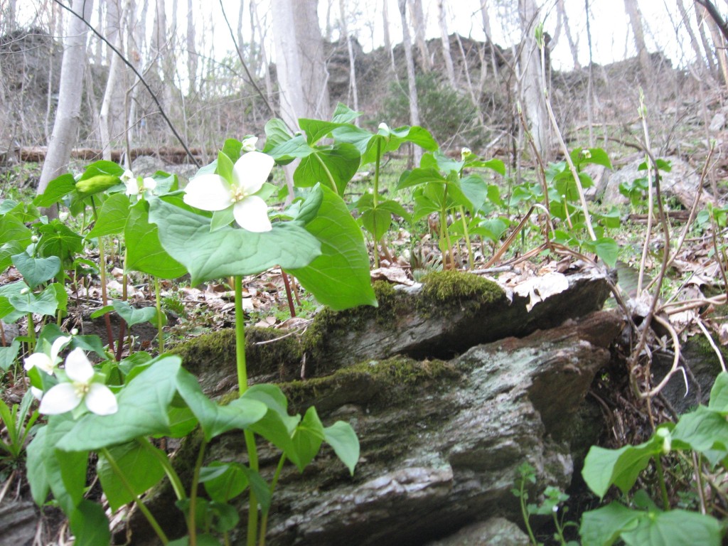  Trillium flexipes, Tucquan Glen Nature Preserve, Lancaster County, Pennsylvania