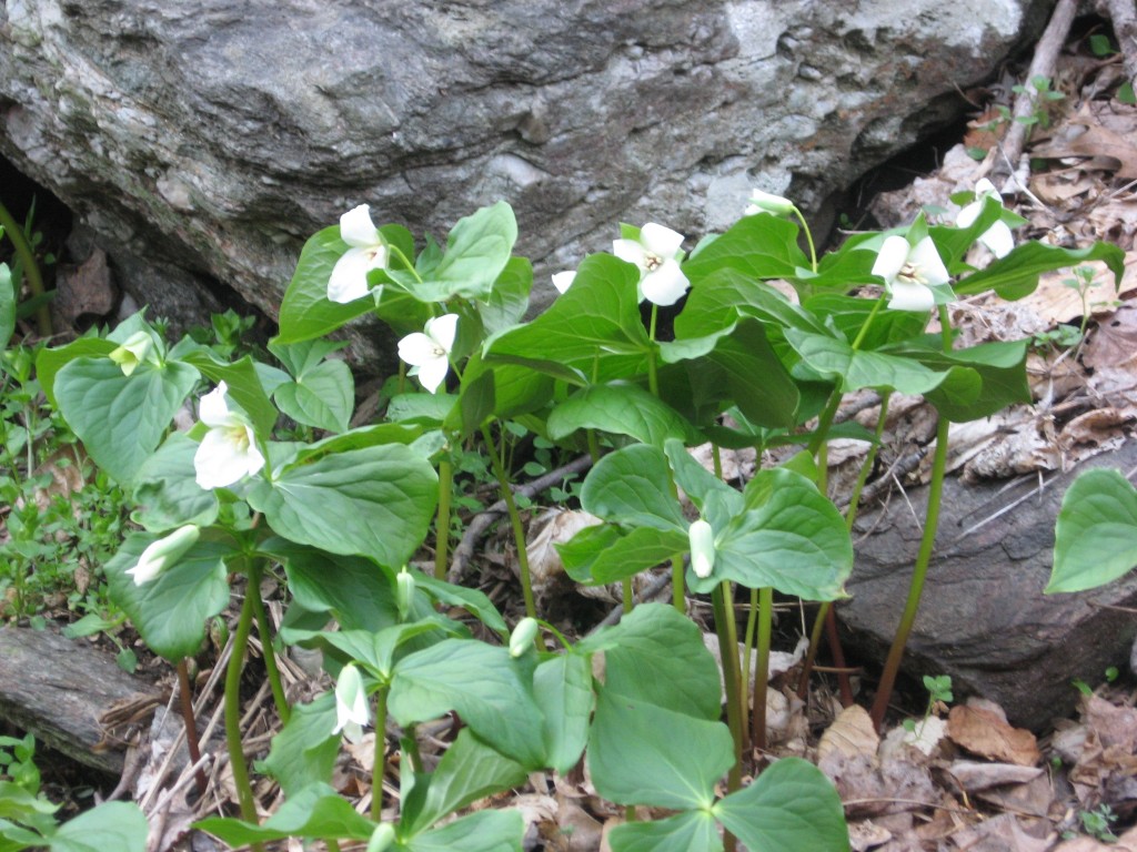 Trillium flexipes, Tucquan Glen Nature Preserve, Lancaster County, Pennsylvania