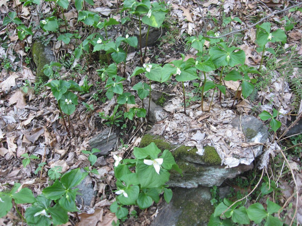  Trillium flexipes, Tucquan Glen Nature Preserve, Lancaster County, Pennsylvania