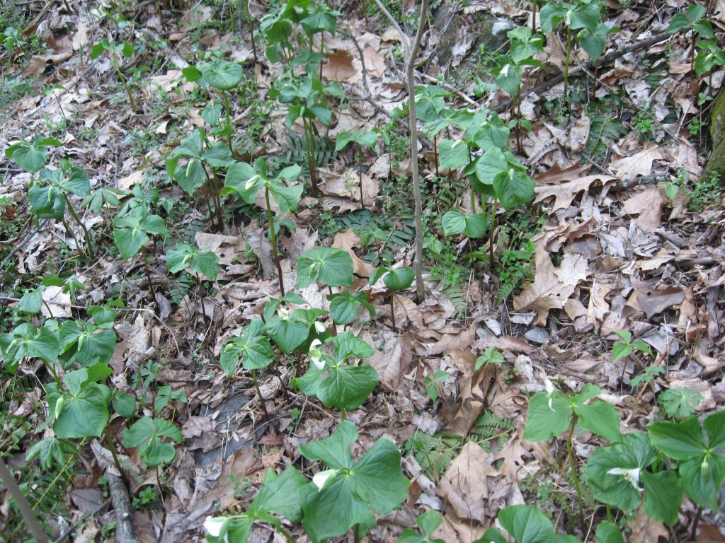  Trillium Flexipes, Tucquan Glen Nature Preserve, Lancaster County, Pennsylvania