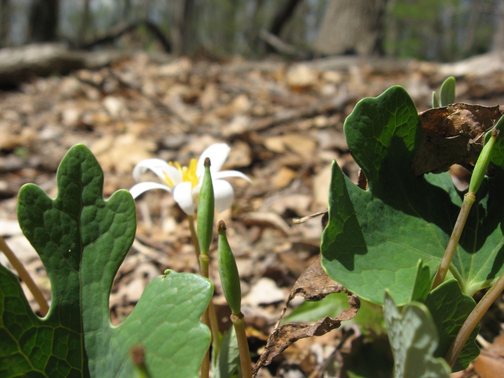 Bloodroot blooms in Morris Park, Philadelphia, Pennsylvania