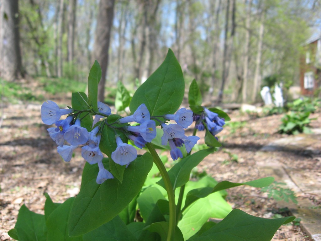 Mertensia virginica The garden of the Sanguine Root. Morris Park Road, Philadelphia