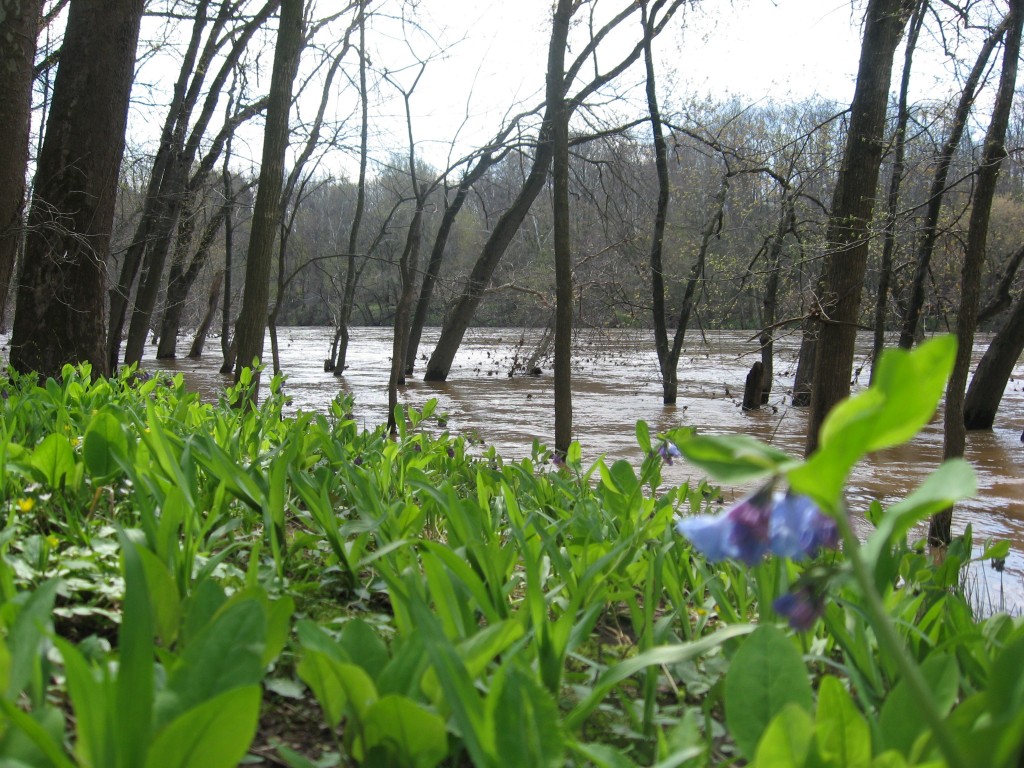 The Schuylkill River in Valley Forge Park, Pennsylvania