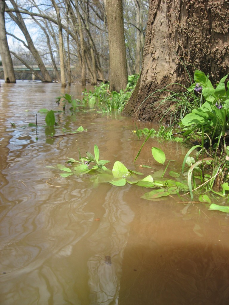 The Schuylkill River in Valley Forge Park, Pennsylvania