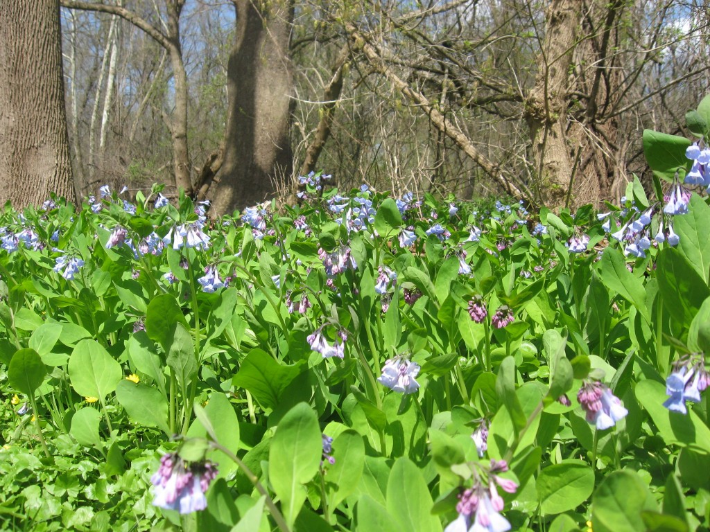  Bluebells in flower along the Schuylkill River in Valley Forge Park, Pennsylvania