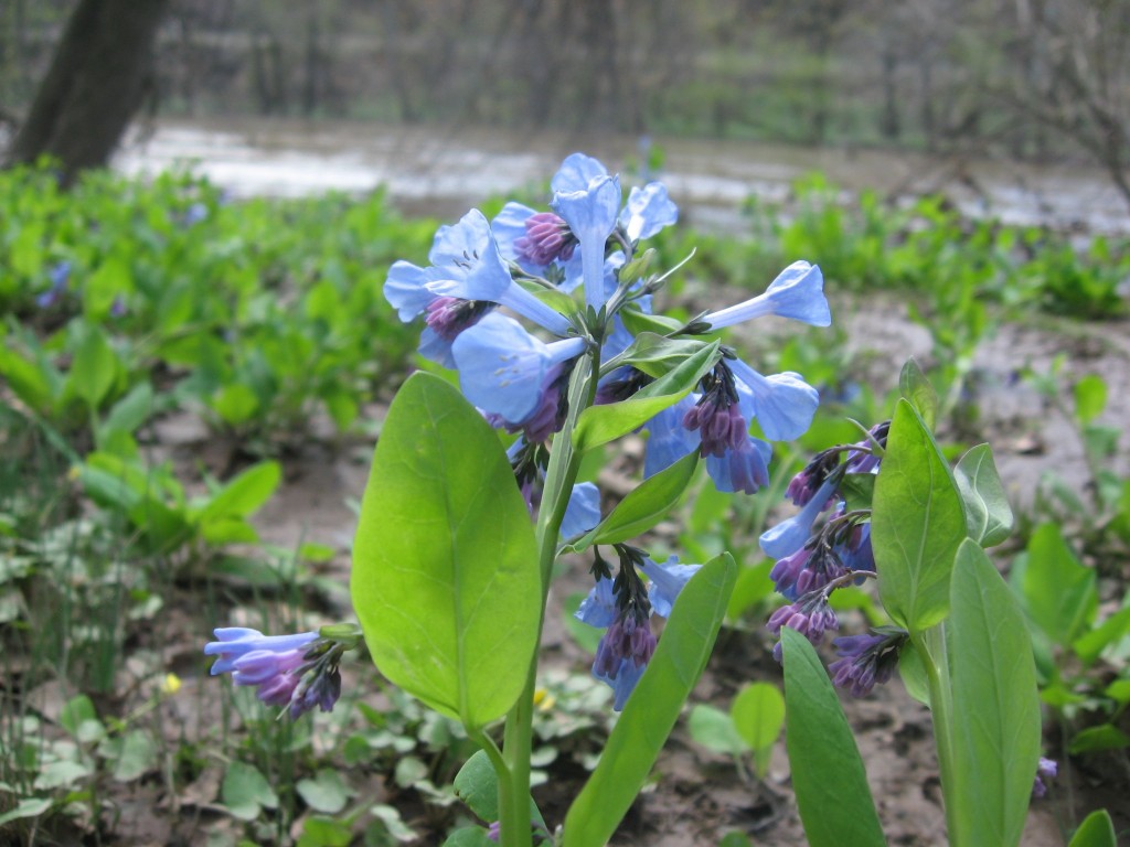  Bluebells in flower along the Schuylkill River in Valley Forge Park, Pennsylvania