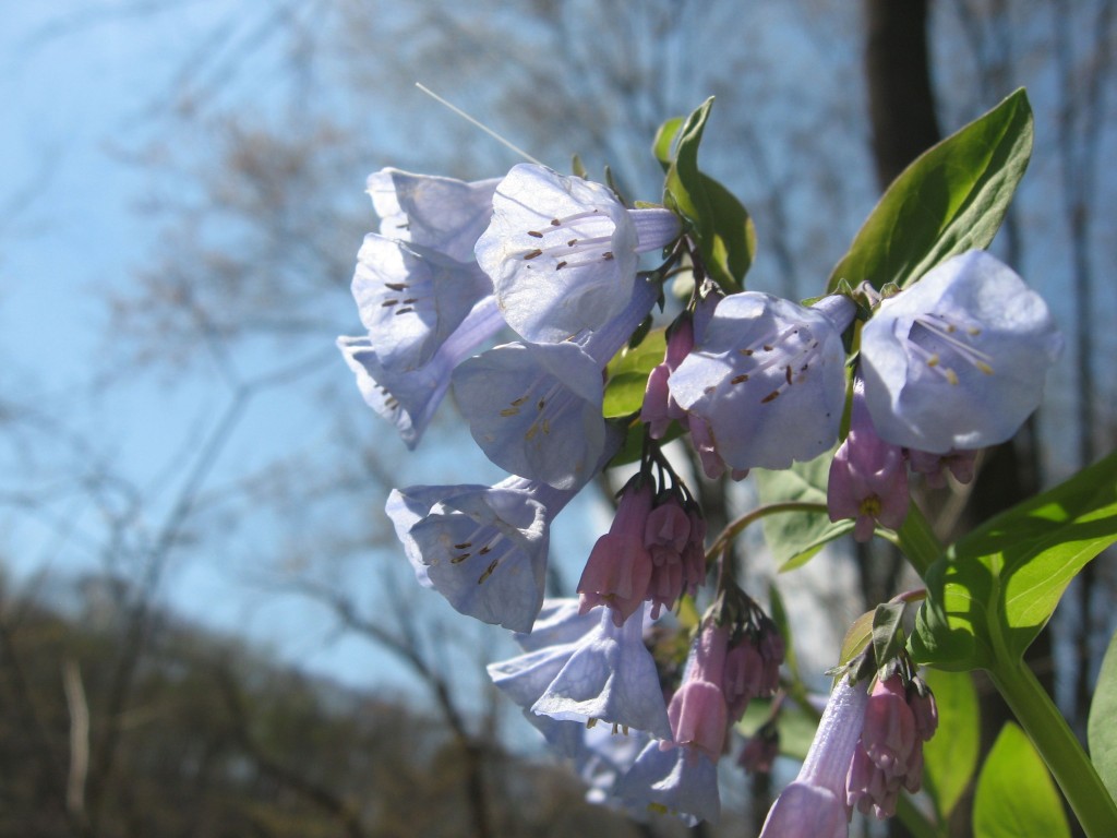  Bluebells in flower along the Schuylkill River in Valley Forge Park, Pennsylvania