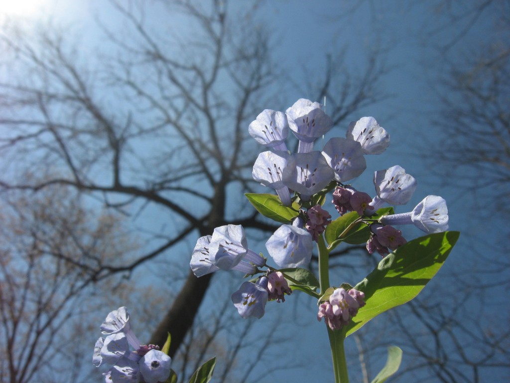  Bluebells in flower along the Schuylkill River in Valley Forge Park, Pennsylvania