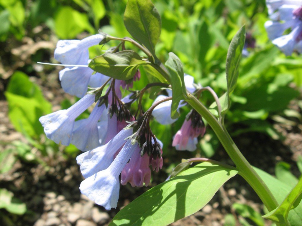  Bluebells in flower along the Schuylkill River in Valley Forge Park, Pennsylvania