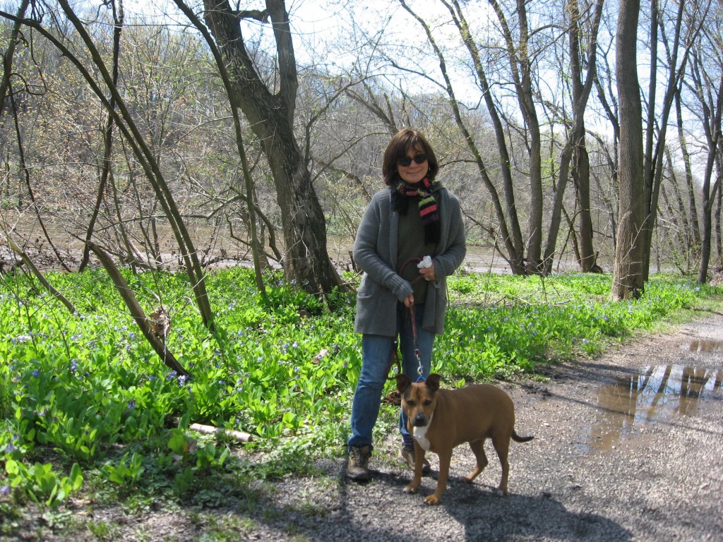  Bluebells in flower along the Schuylkill River in Valley Forge Park, Pennsylvania