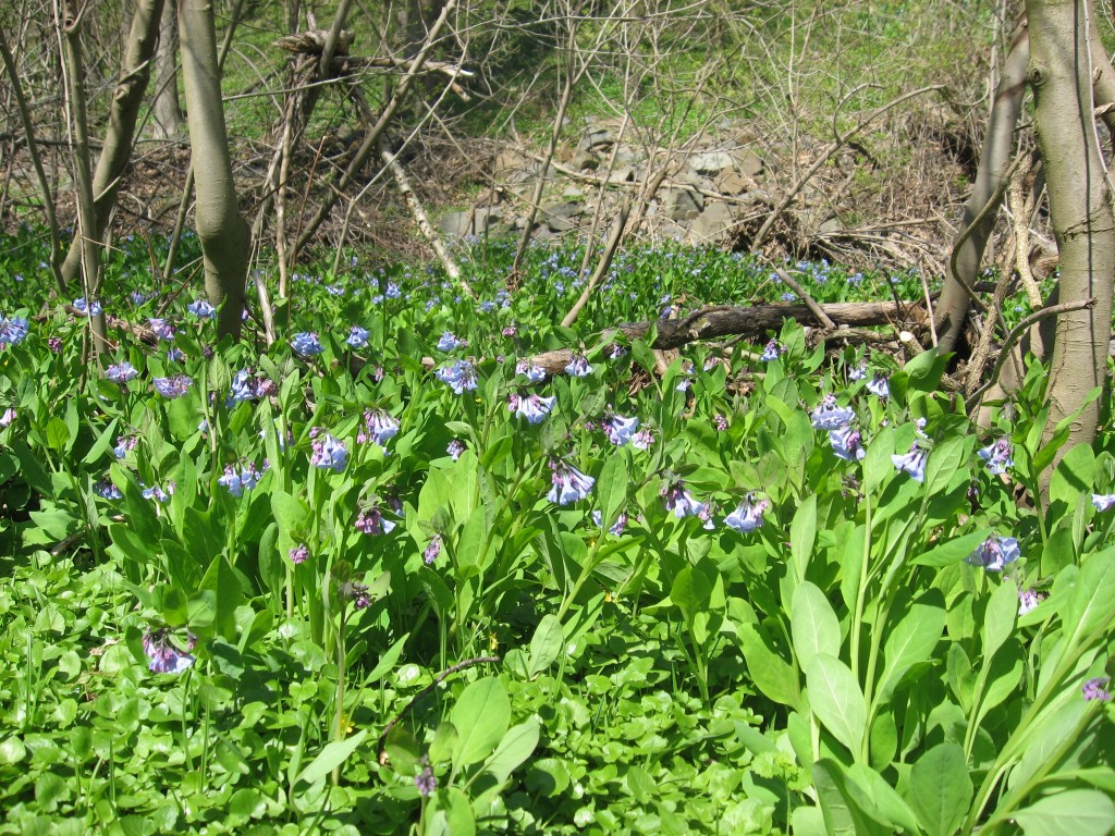  Bluebells in flower along the Schuylkill River in Valley Forge Park, Pennsylvania