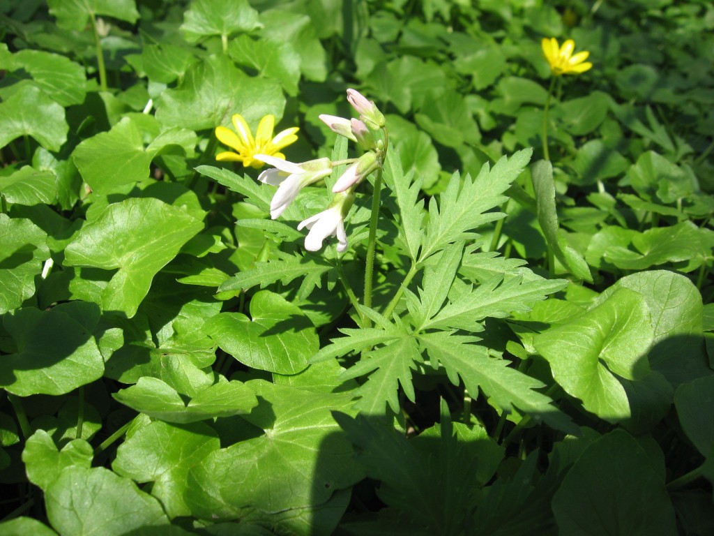 Cutleaf toothwort in flower along the Schuylkill River in Valley Forge Park, Pennsylvania