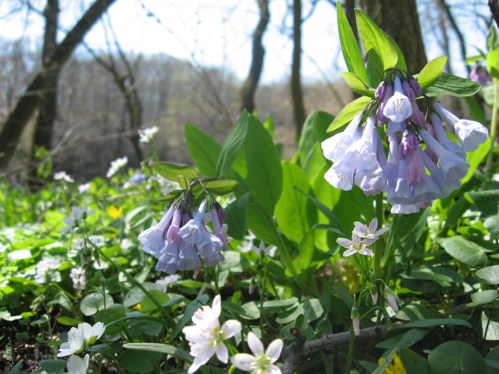 Mertensia virginica in flower along the Schuylkill River in Valley Forge Park, Pennsylvania Mertensia virginica in flower along the Schuylkill River in Valley Forge Park, Pennsylvania
