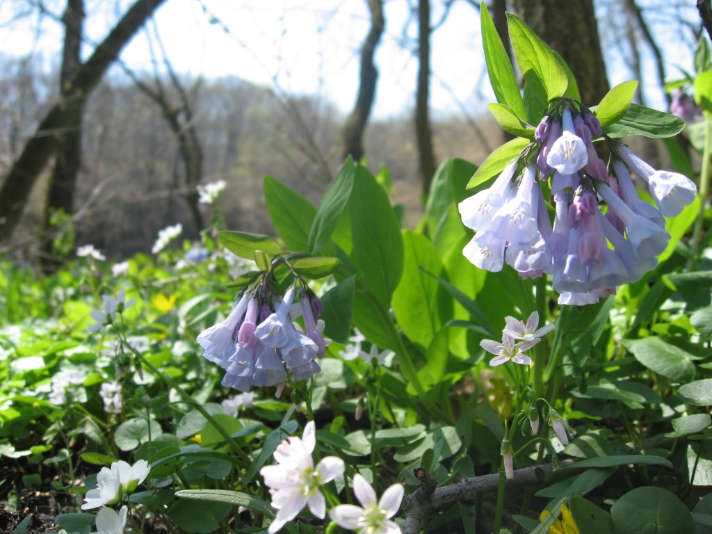 Mertensia virginica in flower along the Schuylkill River in Valley Forge Park, Pennsylvania