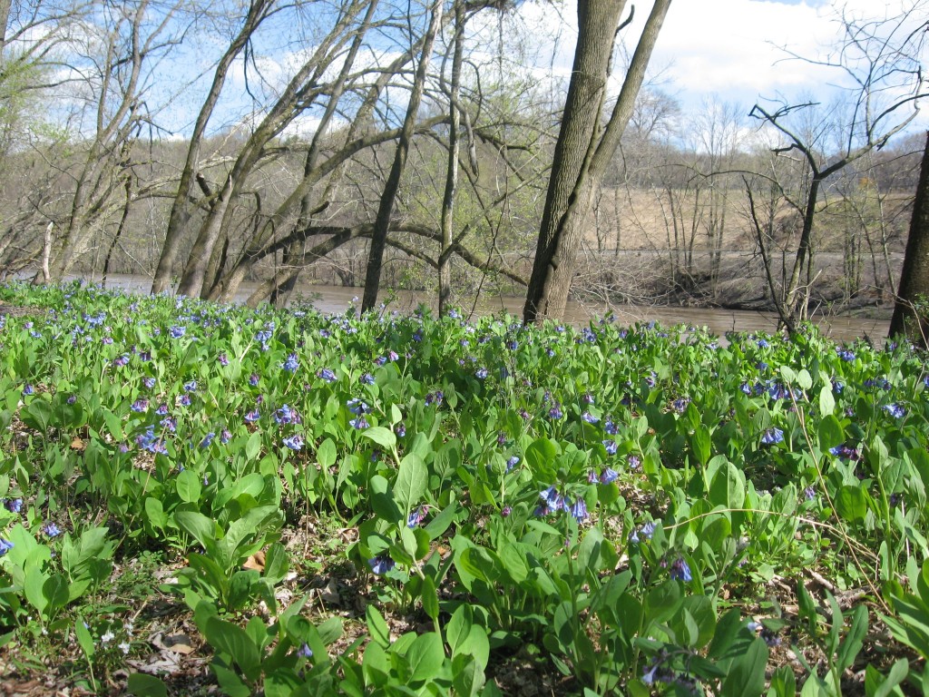 Mertensia virginica in flower along the Schuylkill River in Valley Forge Park, Pennsylvania