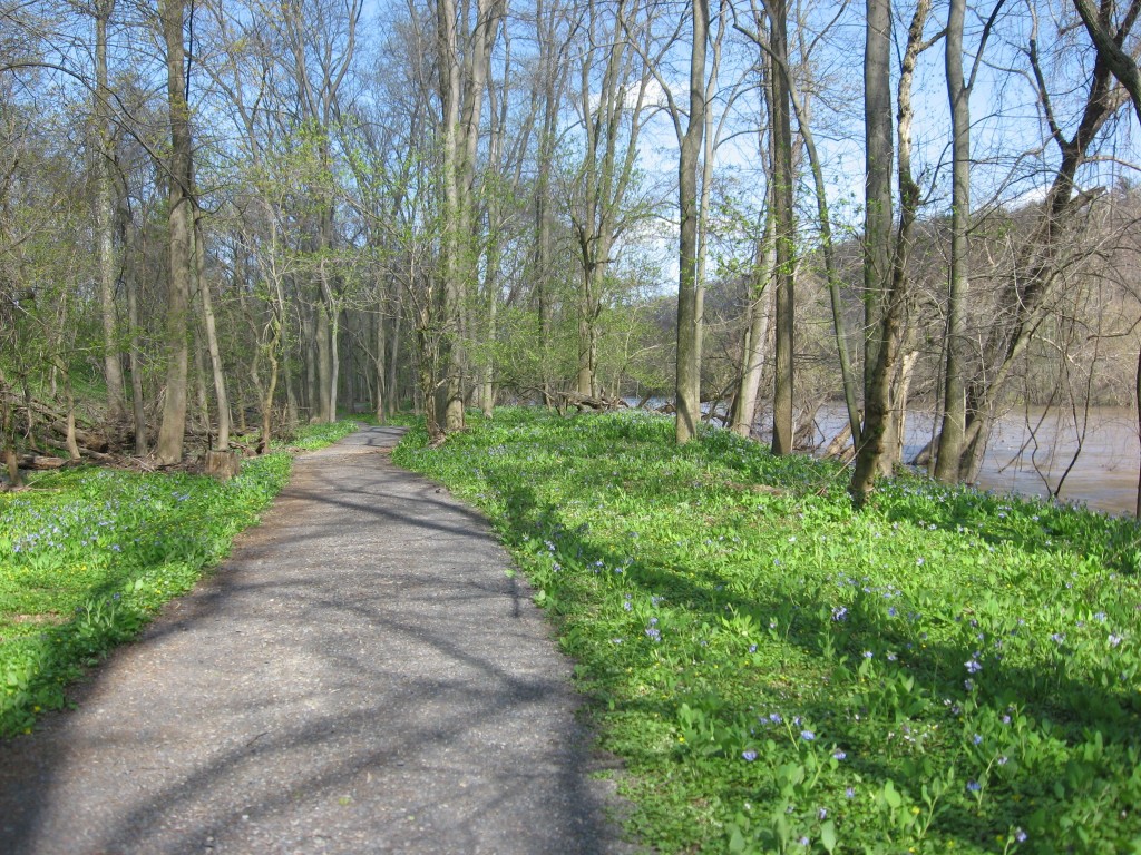 Mertensia virginica in flower along the Schuylkill River in Valley Forge Park, Pennsylvania