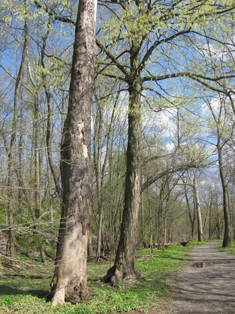  A snag of Platanus occidentalis Along the Schuylkill River in Valley Forge Park, Pennsylvania