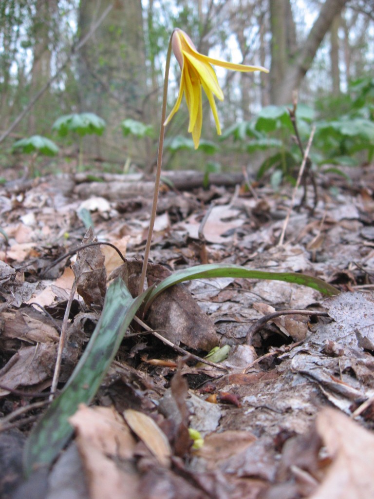  Trout Lily blooms in Morris Park, Philadelphia, Pennsylvania