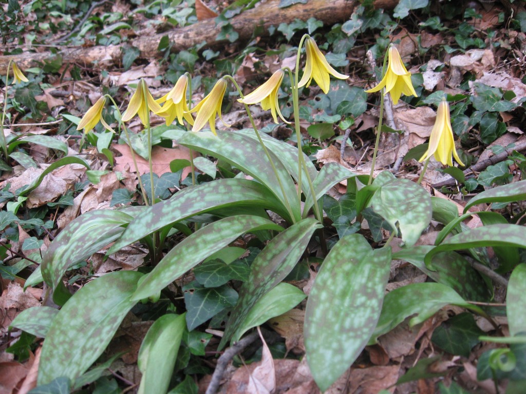 Trout lilies,Sweetbriar Vale, West Fairmount Park-Centennial District, Philadelphia, Pennsylvania