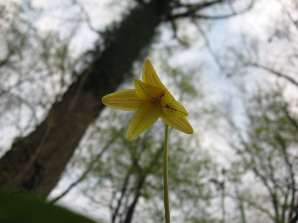 Trout lily, Sweetbriar Vale, West Fairmount Park-Centennial District, Philadelphia, Pennsylvania