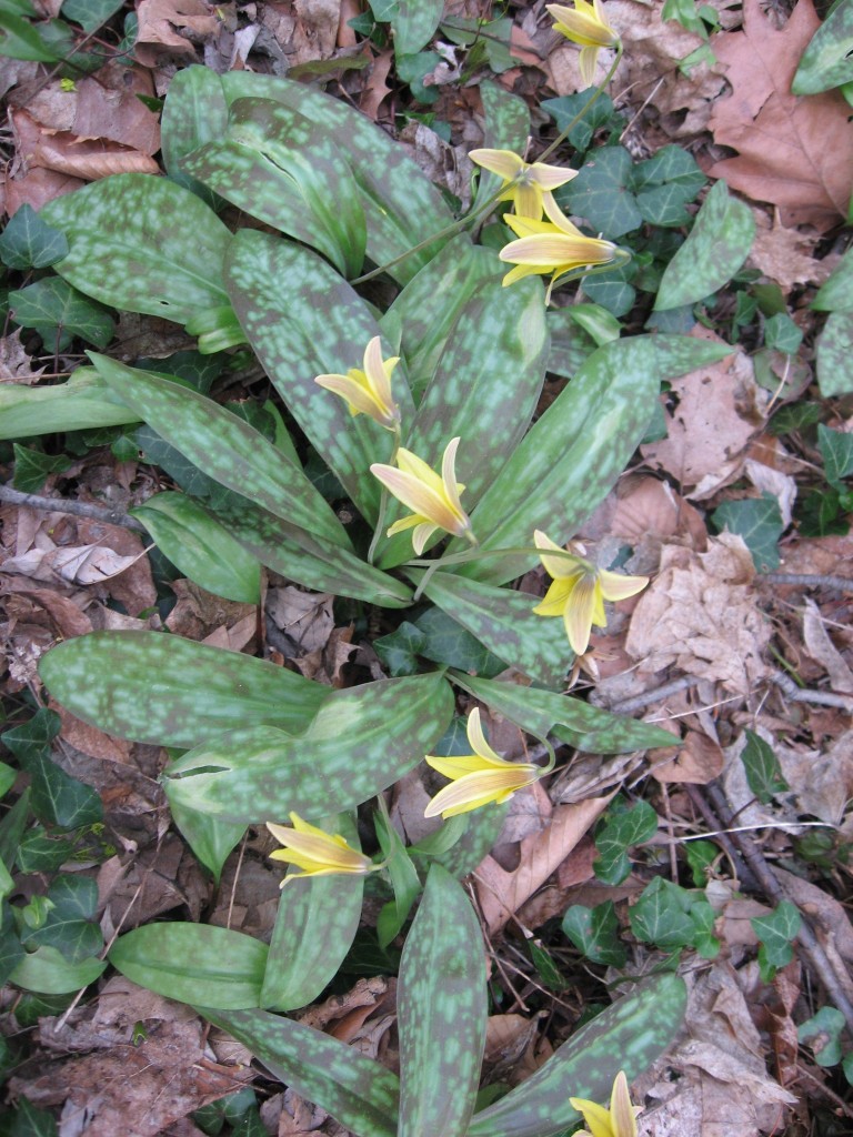 Trout lily, Sweetbriar Vale, West Fairmount Park-Centennial District, Philadelphia, Pennsylvania