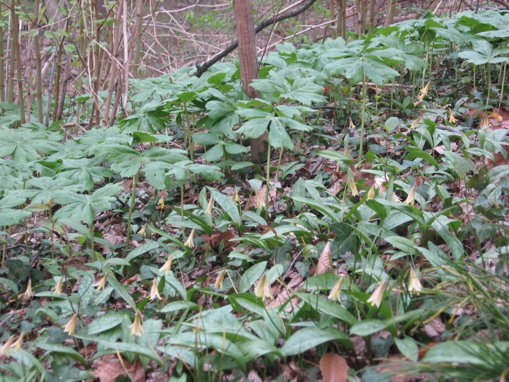 Trout lily, Sweetbriar Vale, West Fairmount Park-Centennial District, Philadelphia, Pennsylvania