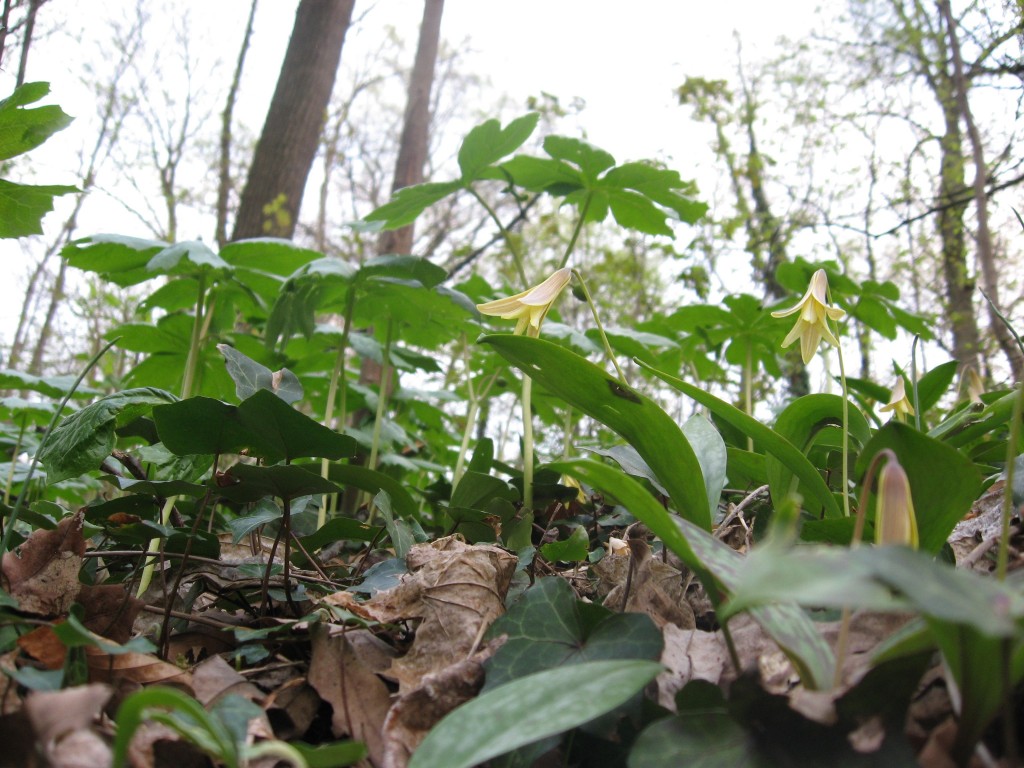 Trout lily, Sweetbriar Vale, West Fairmount Park-Centennial District, Philadelphia, Pennsylvania