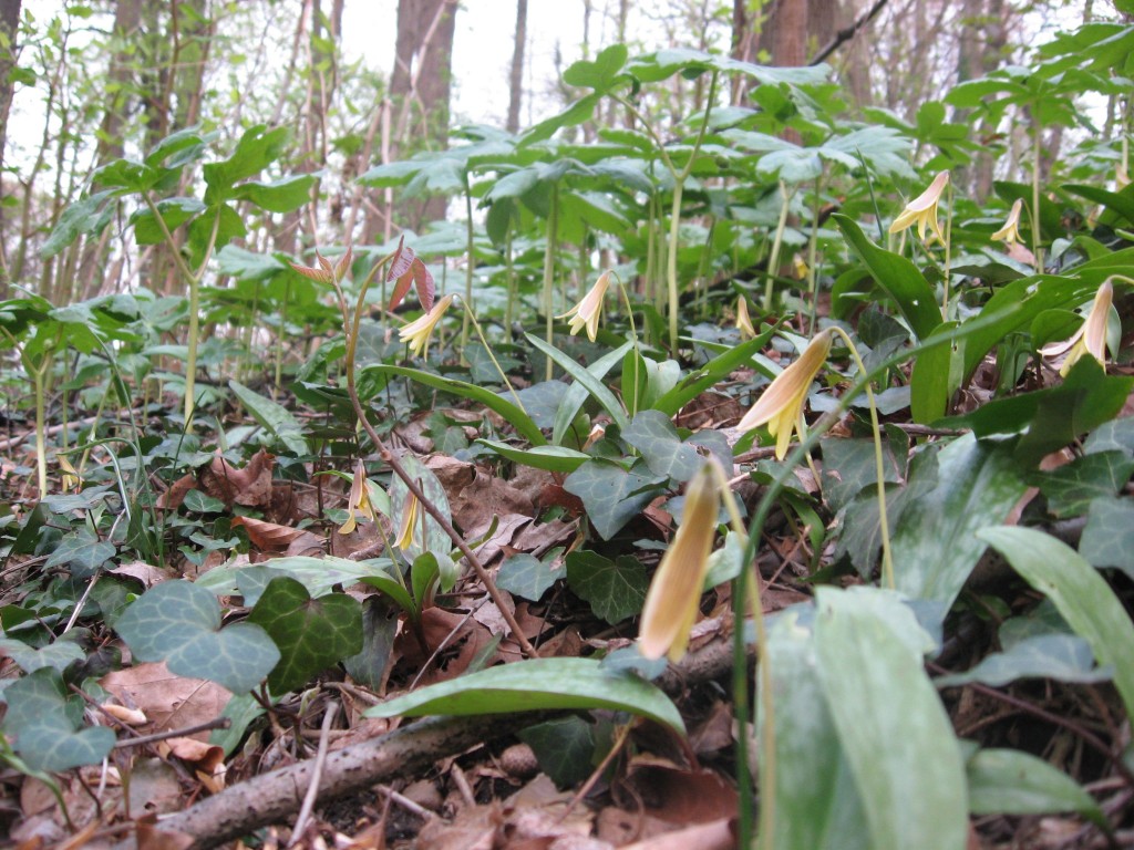 Trout lily, Sweetbriar Vale, West Fairmount Park-Centennial District, Philadelphia, Pennsylvania