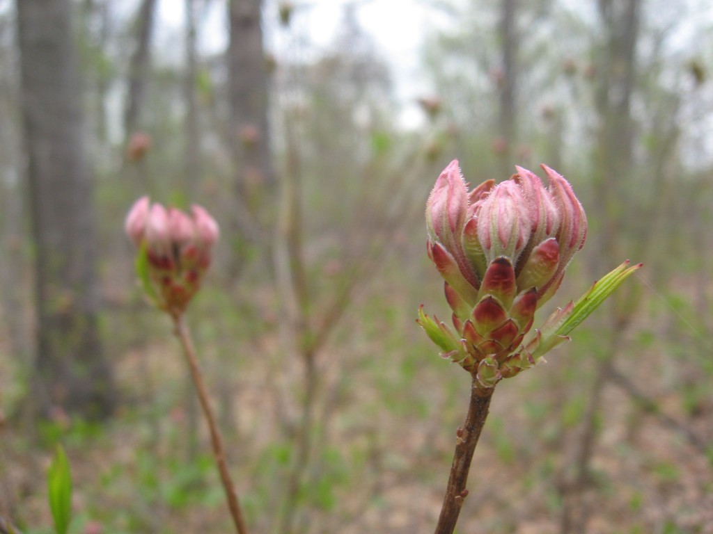 The Pinxter azalea prepares for blooming, Morris Park, Philadelphia