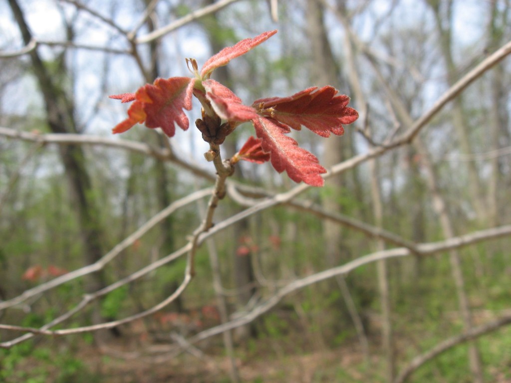 Oak leaf, Morris Park, Philadelphia, Pennsylvania