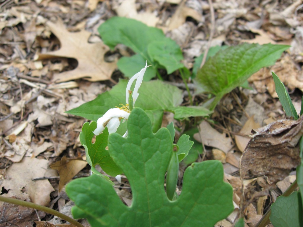 The last known bloom of the 2011 season of Bloodroot in Morris Park