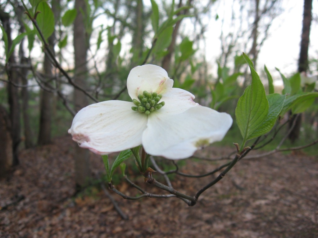 Blooming Dogwood, Morris Park, Philadelphia, Pennsylvania