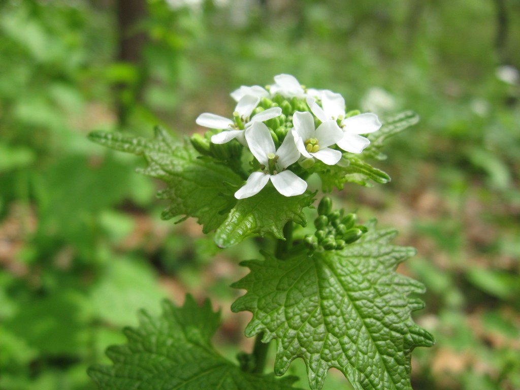 Garlic mustard in Flower, Morris Park Philadelphia