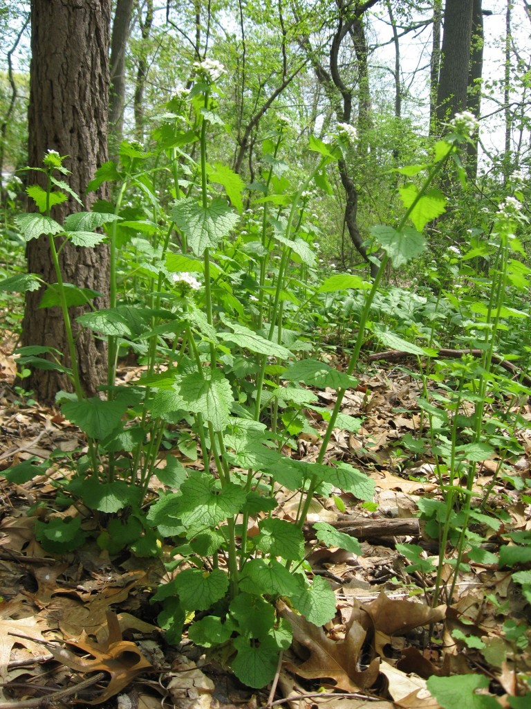 Garlic mustard in Flower, Morris Park Philadelphia