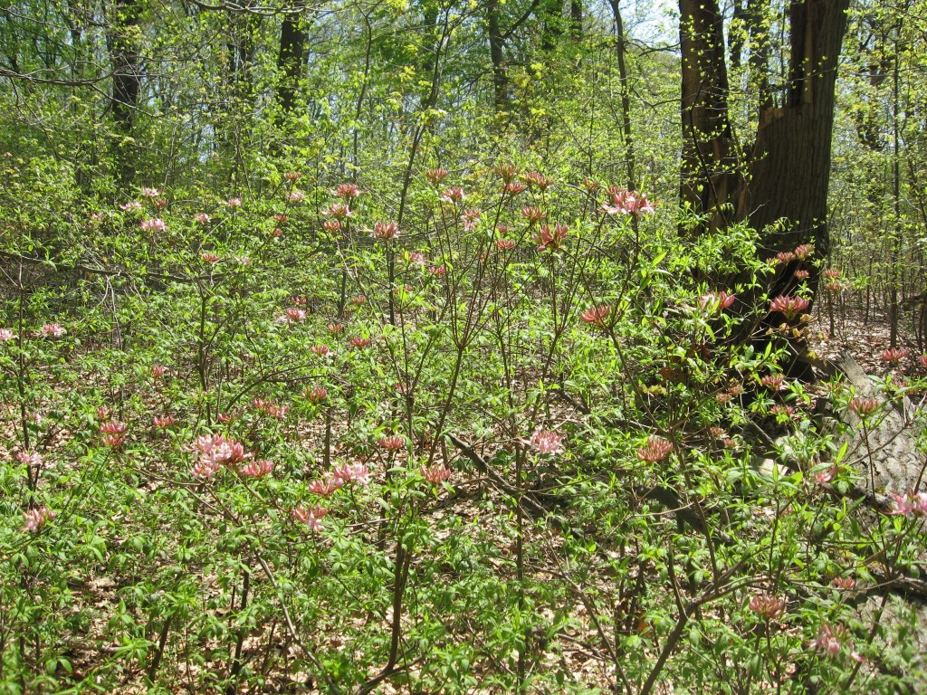 Pinxter bloom Azalea in bloom, Morris Park, Philadelphia