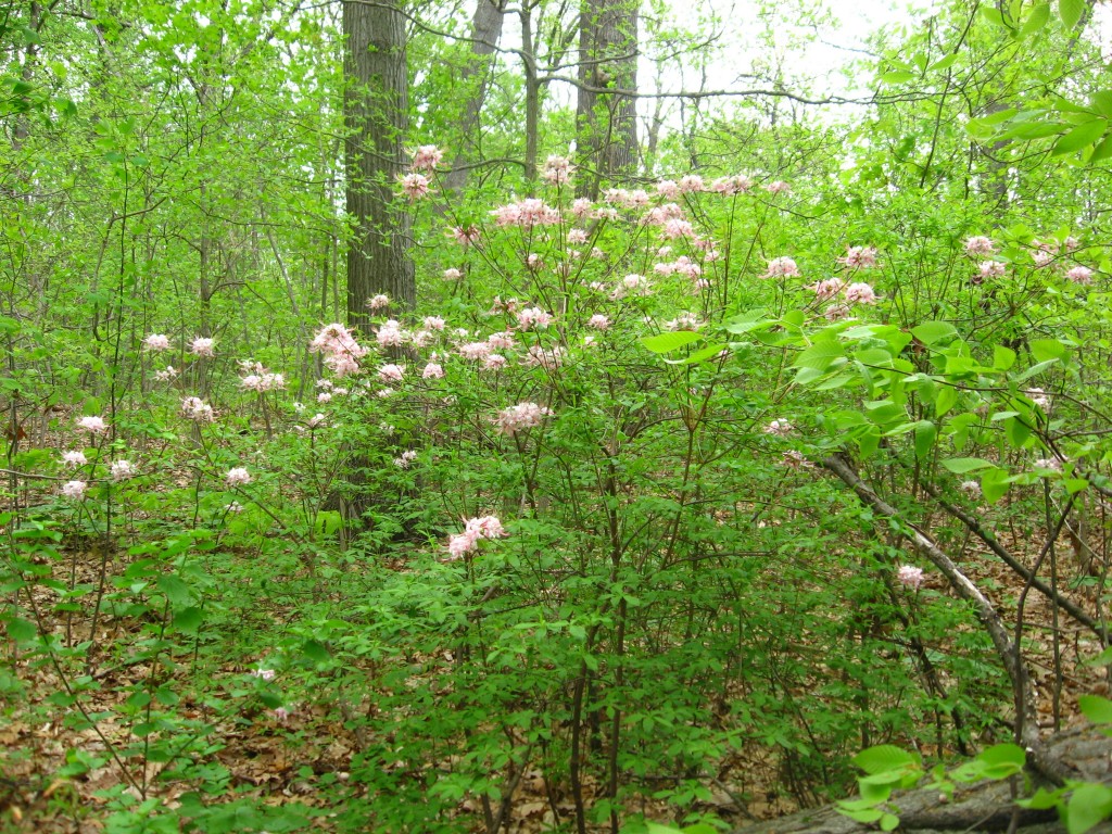 Pinxter-Bloom Azalea blooms in Morris Park, Philadelphia