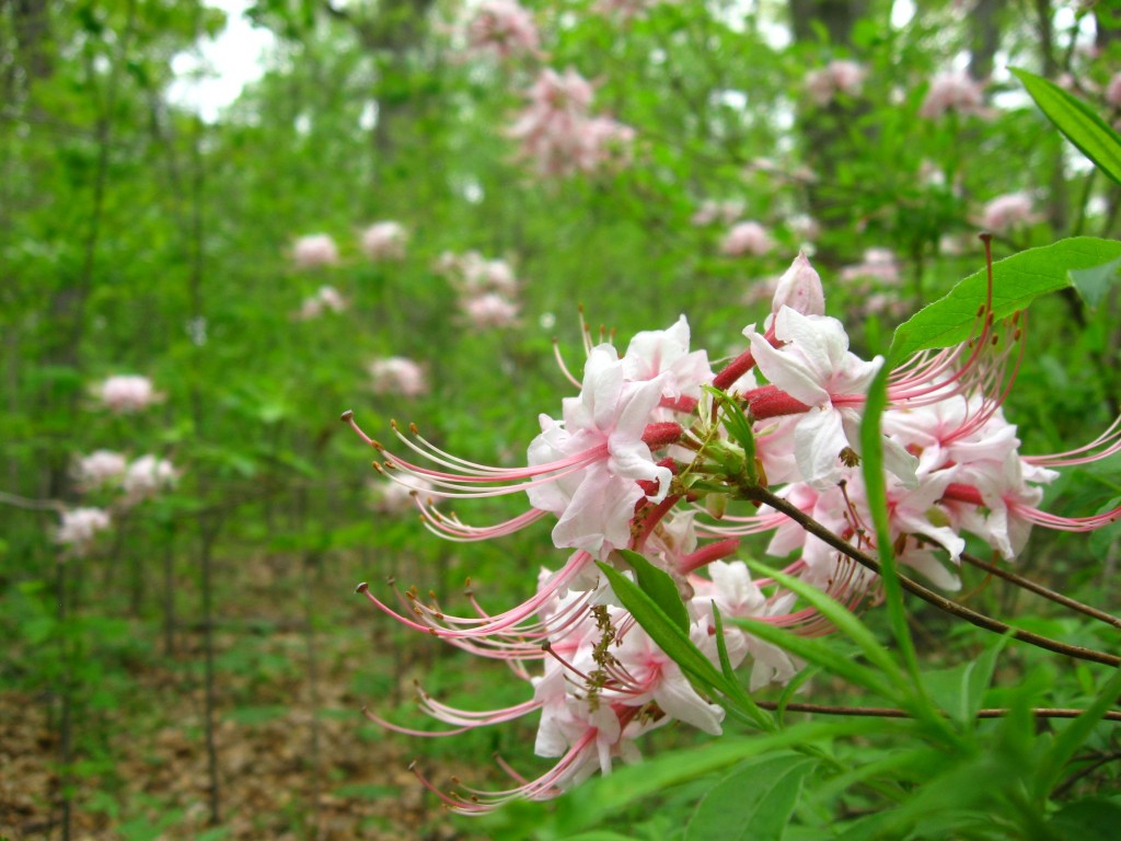 Pinxter-Bloom Azalea blooms in Morris Park, Philadelphia