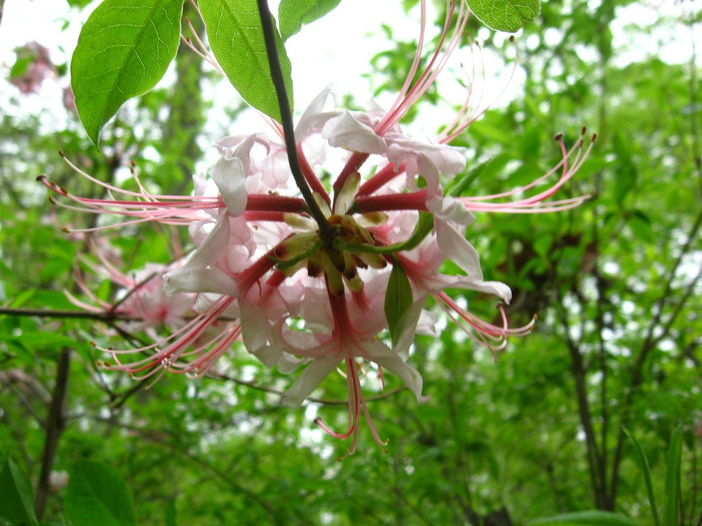 Pinxter-Bloom Azalea blooms in Morris Park, Philadelphia