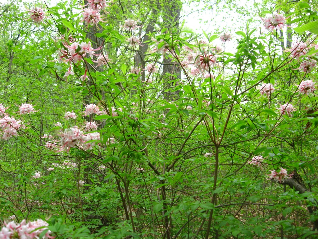 Pinxter-Bloom Azalea blooms in Morris Park, Philadelphia
