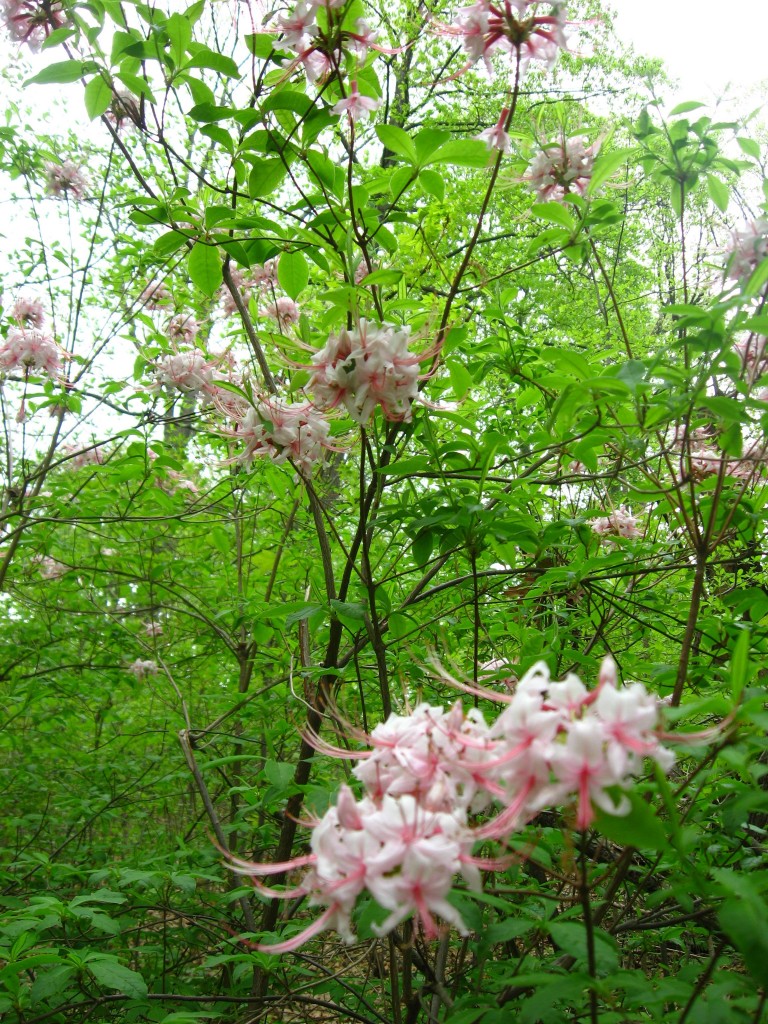 Pinxter-Bloom Azalea blooms in Morris Park, Philadelphia